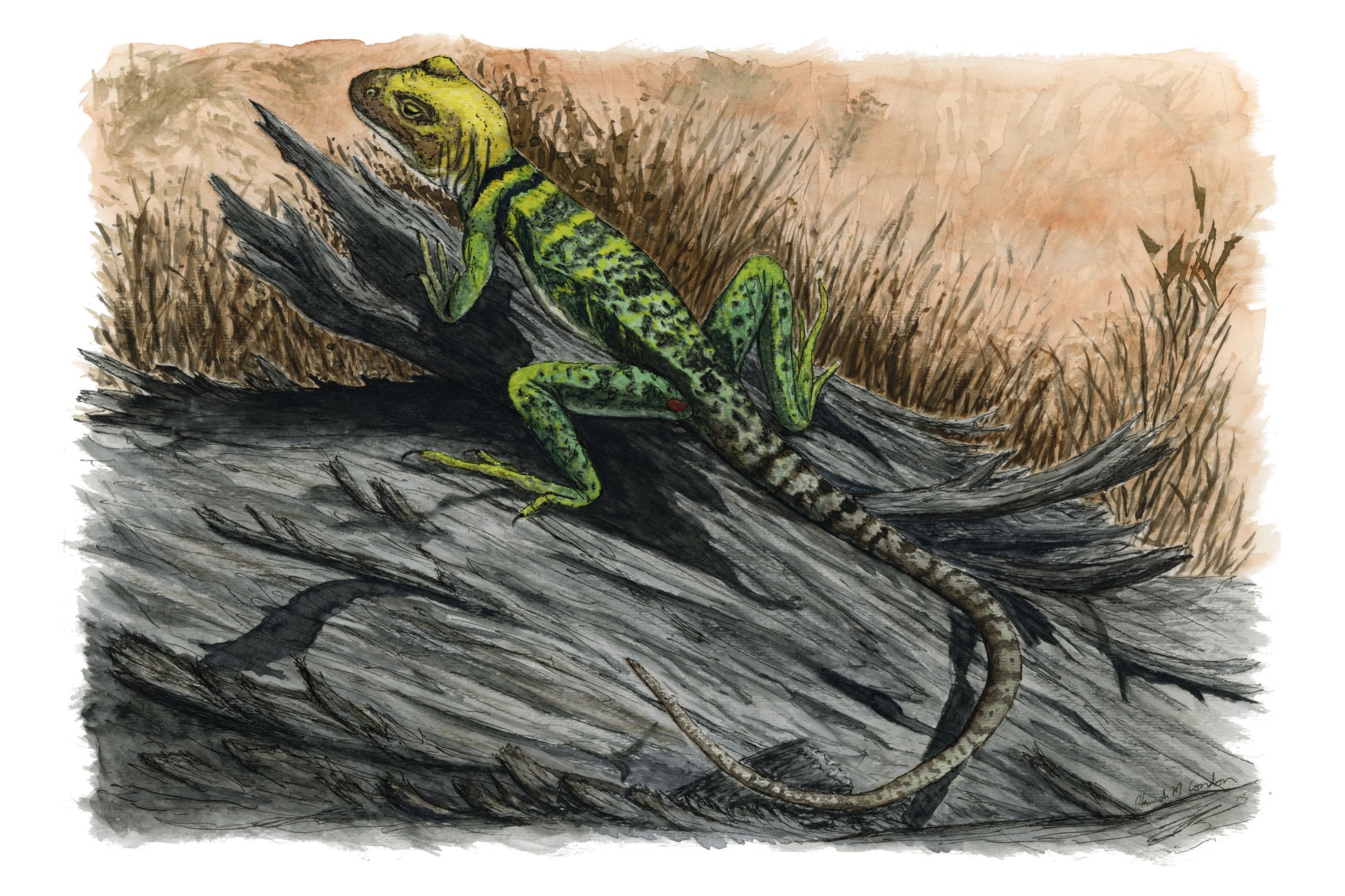 Common Collared Lizard Watercolor Print 8x12