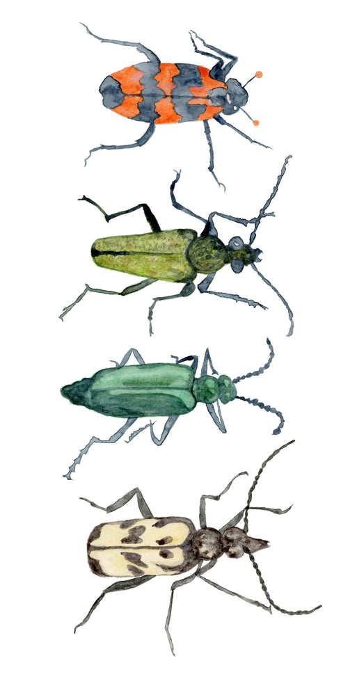 A 10x20" fine art print of four watercolor illustrations of different species of beetles with a white background, each distinctively colored and patterned.
