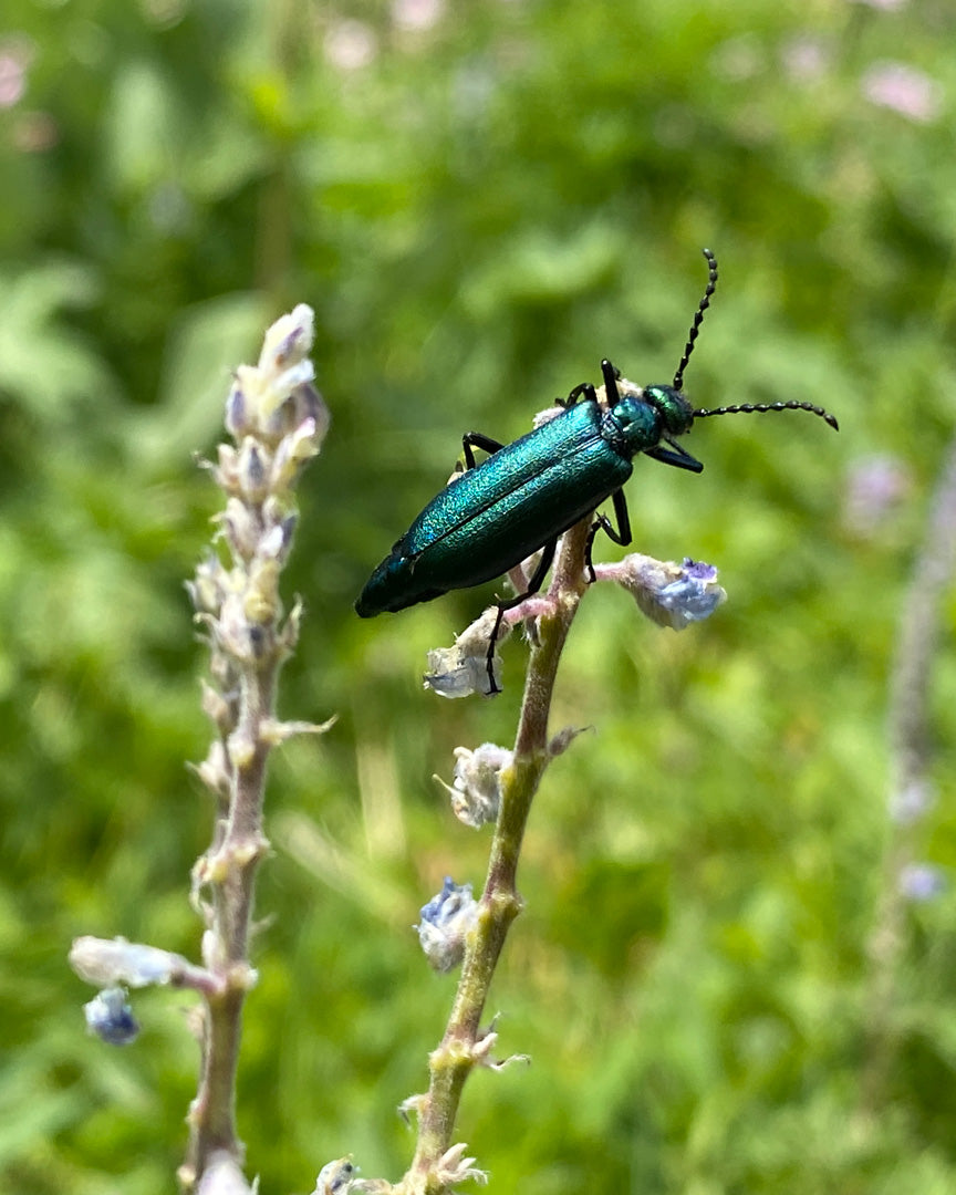 Green blister beetle on a plant with a blurred green background