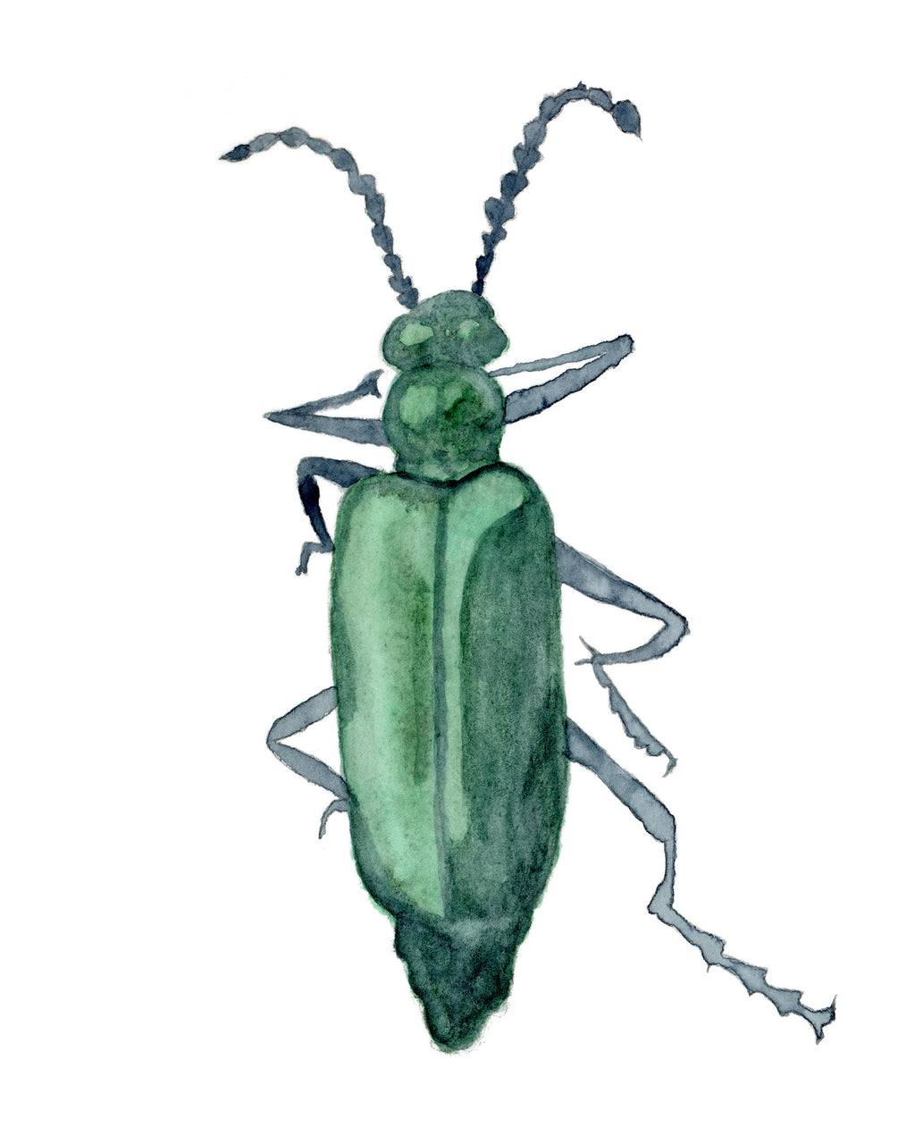 A watercolor painting of a green blister beetle with details of its antennae and legs on a white background