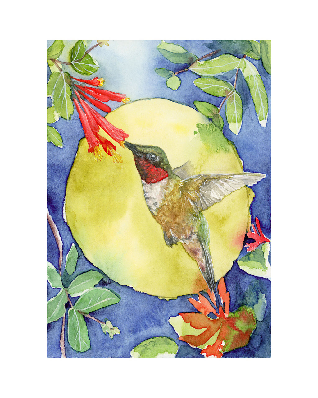 Watercolor painting of a hummingbird drinking from a red honeysuckle flower on a blue background.