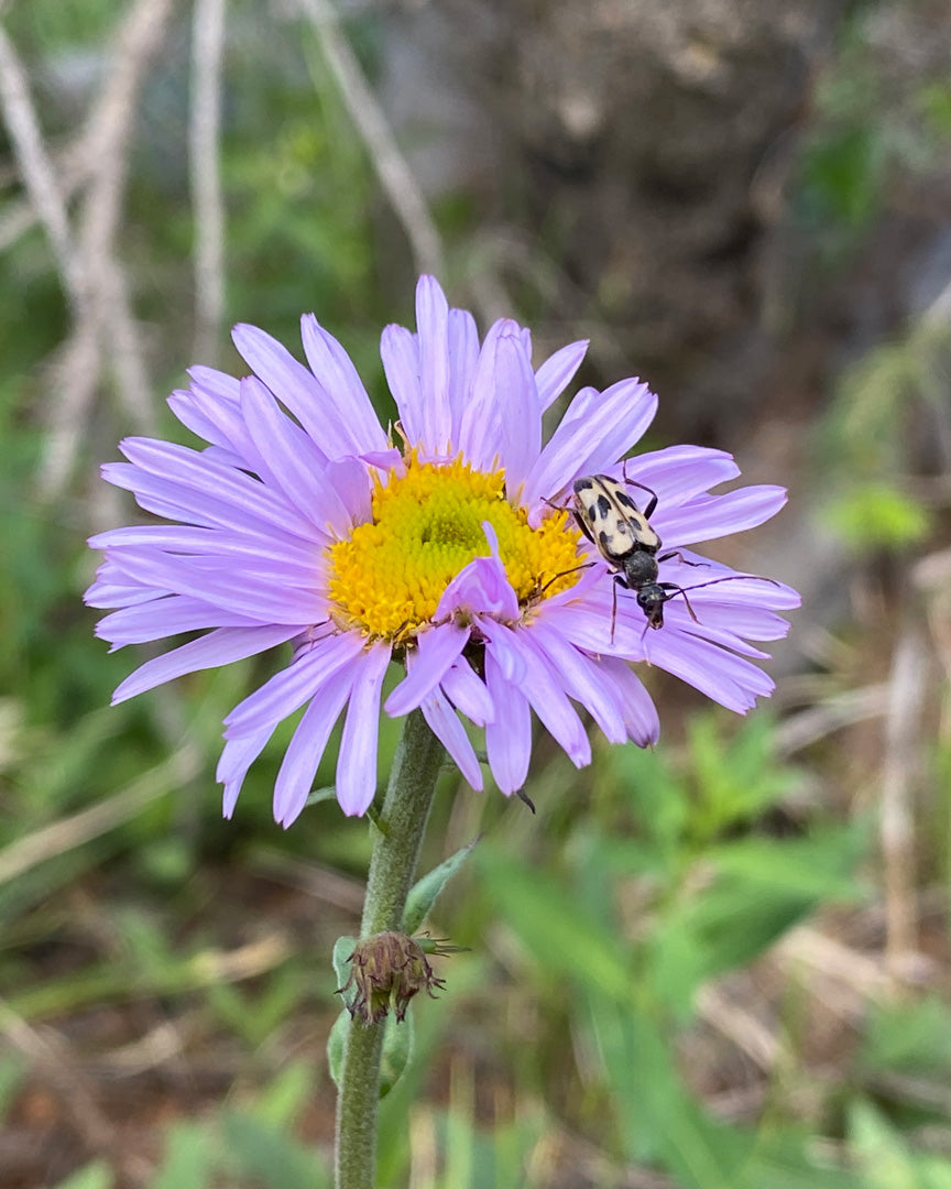Purple aster with a Mountain Flower Longhorn Beetle on it, set against a natural background.