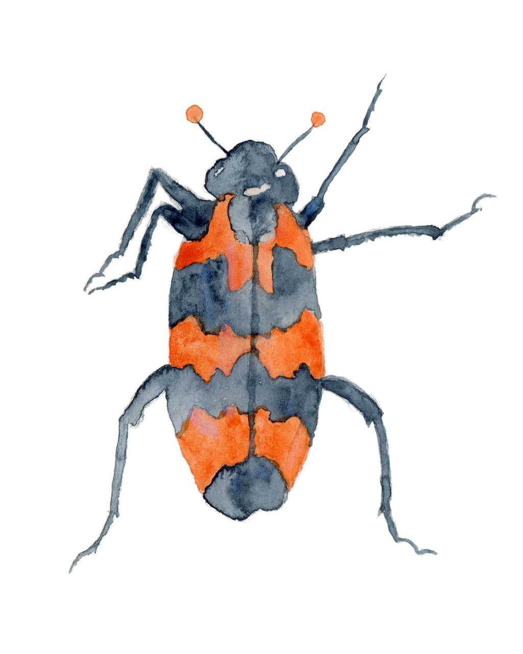 A watercolor painting of an orange and iridescent black checkered beetle on a white background