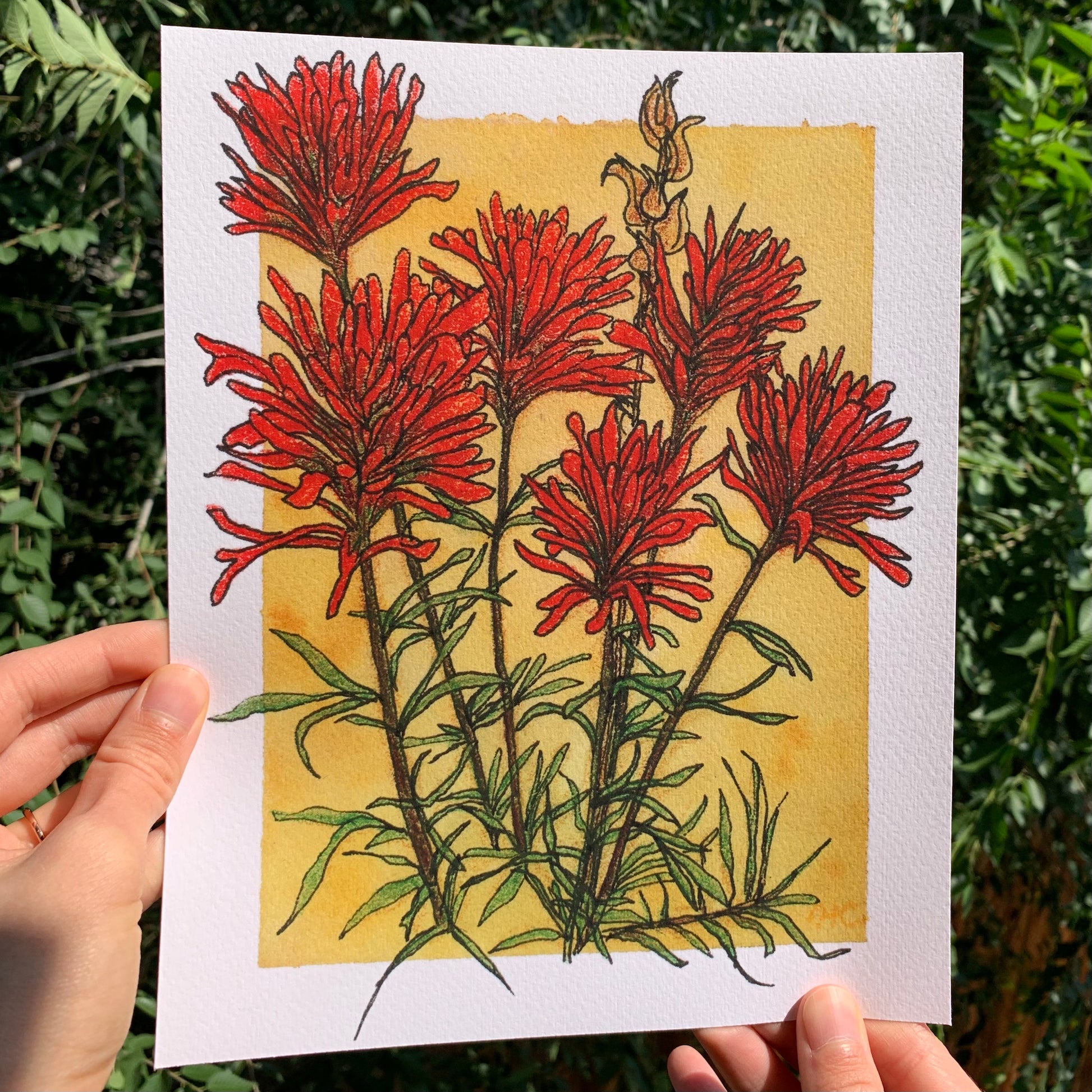 Indian Paintbrush Botanical Watercolor Print 8x10