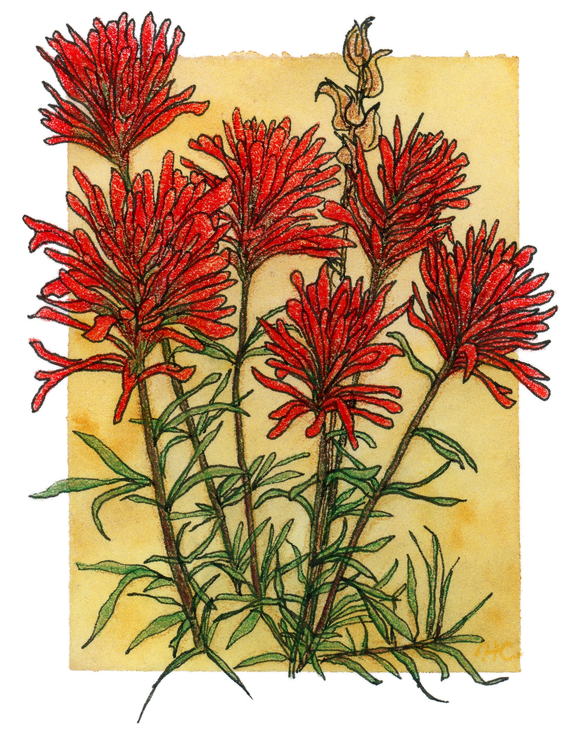 Indian Paintbrush Botanical Watercolor Print 8x10