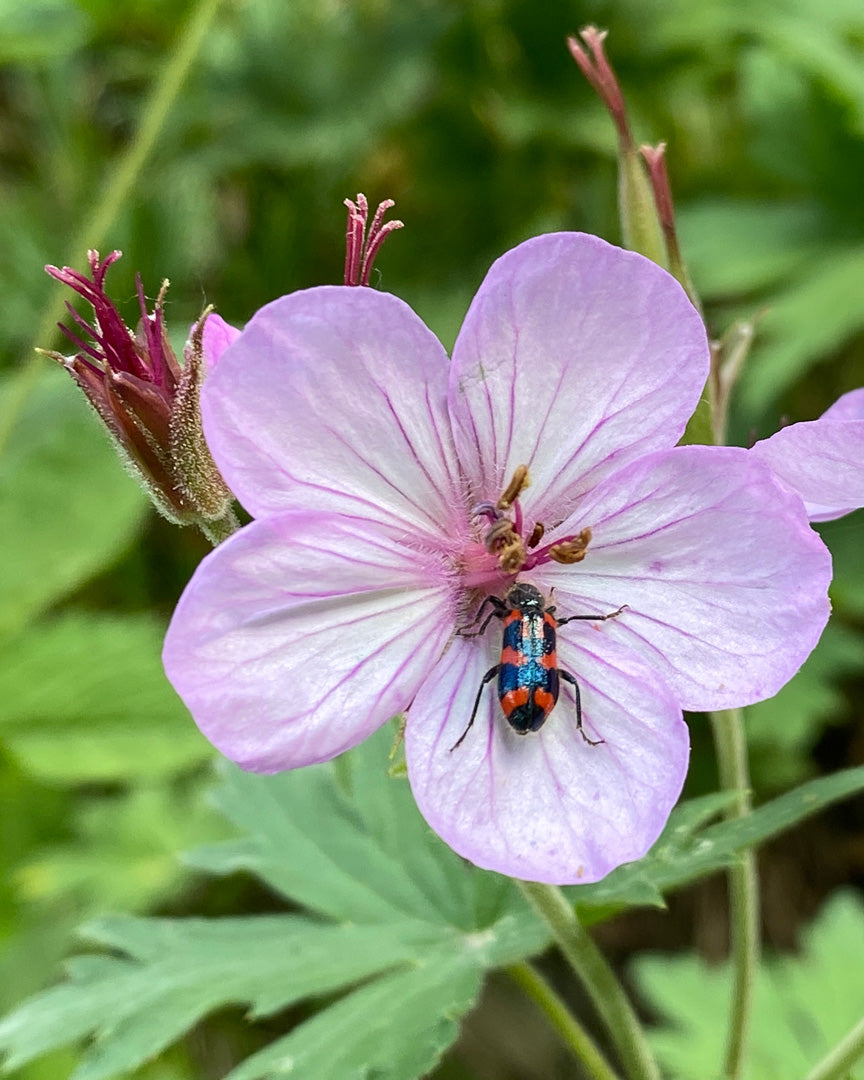 Red-Blue Checkered Beetle on a pink sticky geranium flower with a blurred green background
