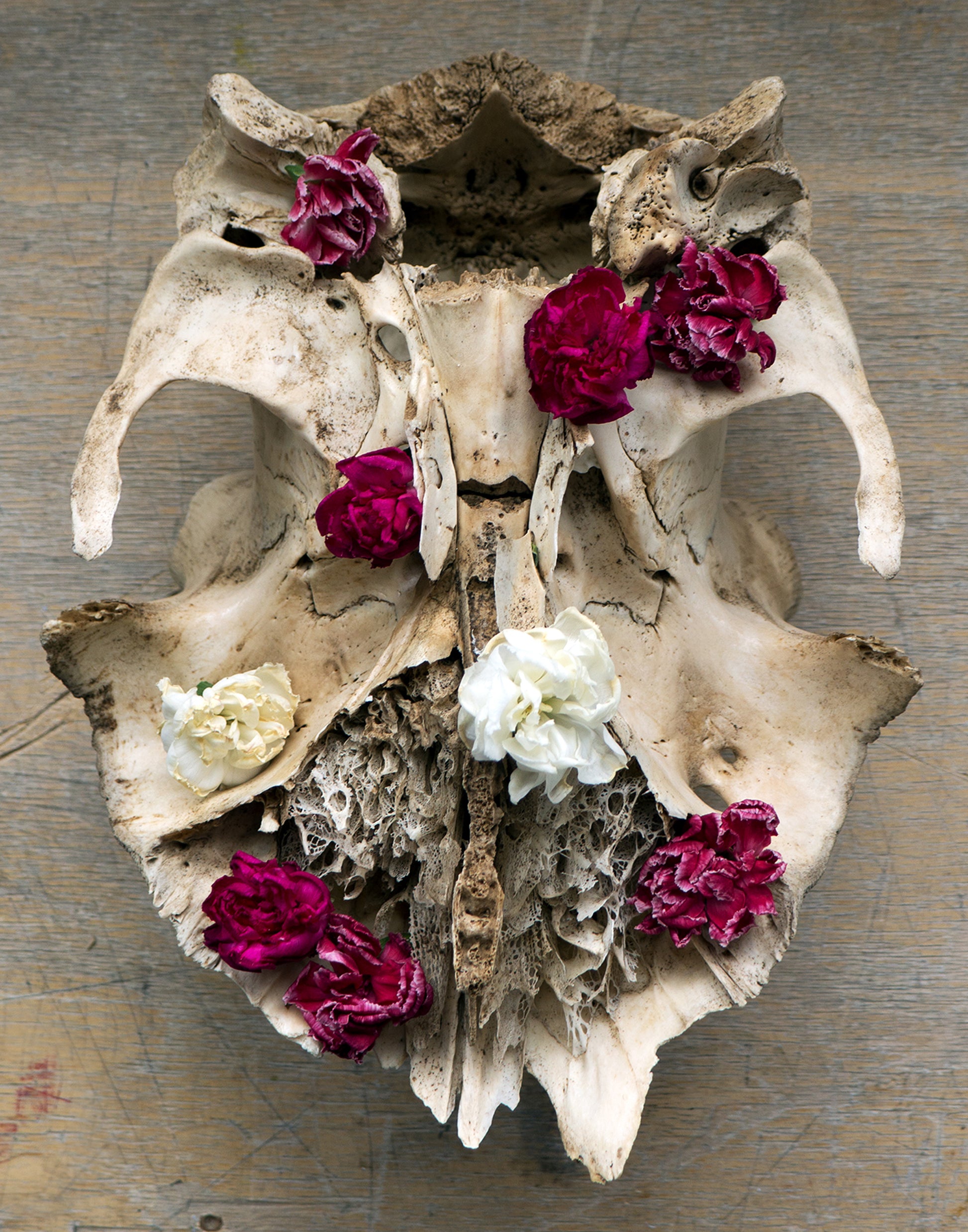 Lace Skull Portrait Photo Print 11x14