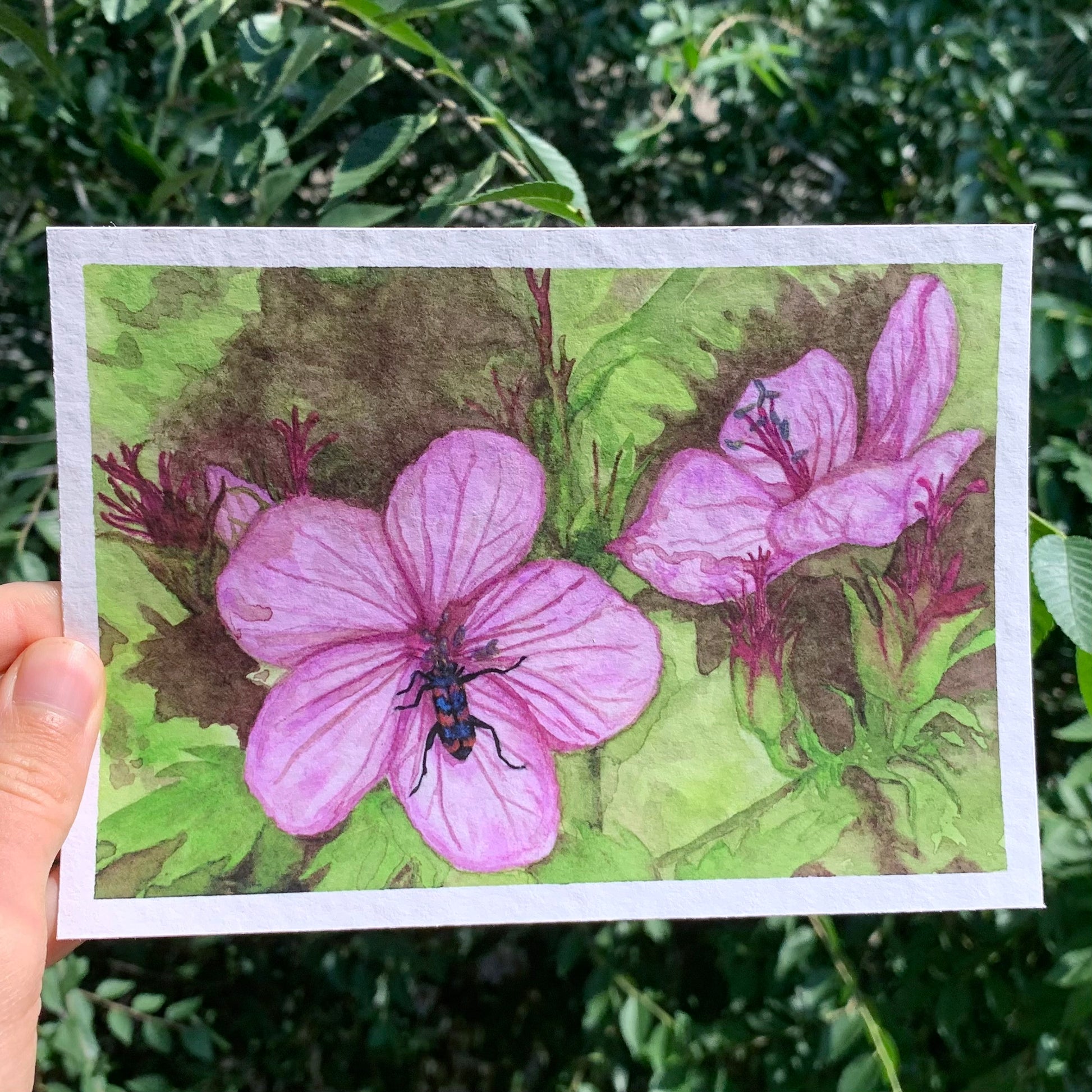 Checkered Beetle on Wild Geranium Watercolor Print 5x7