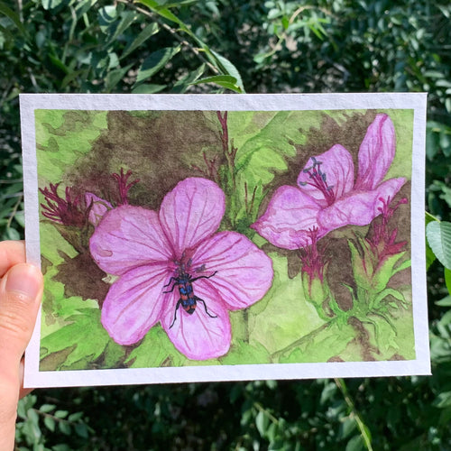 Checkered Beetle on Wild Geranium Watercolor Print 5x7