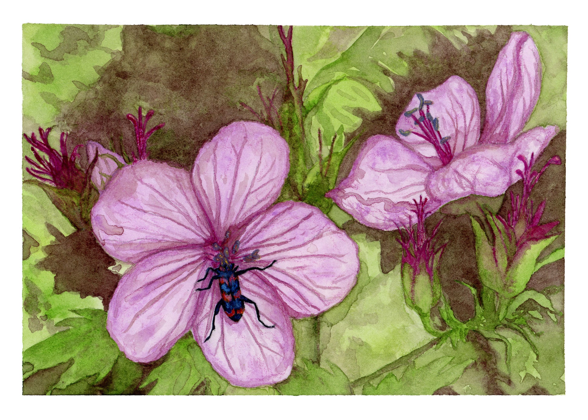 Checkered Beetle on Wild Geranium Watercolor Print 5x7
