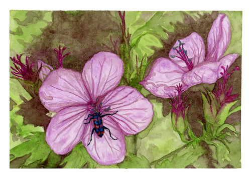 Checkered Beetle on Wild Geranium Watercolor Print 5x7