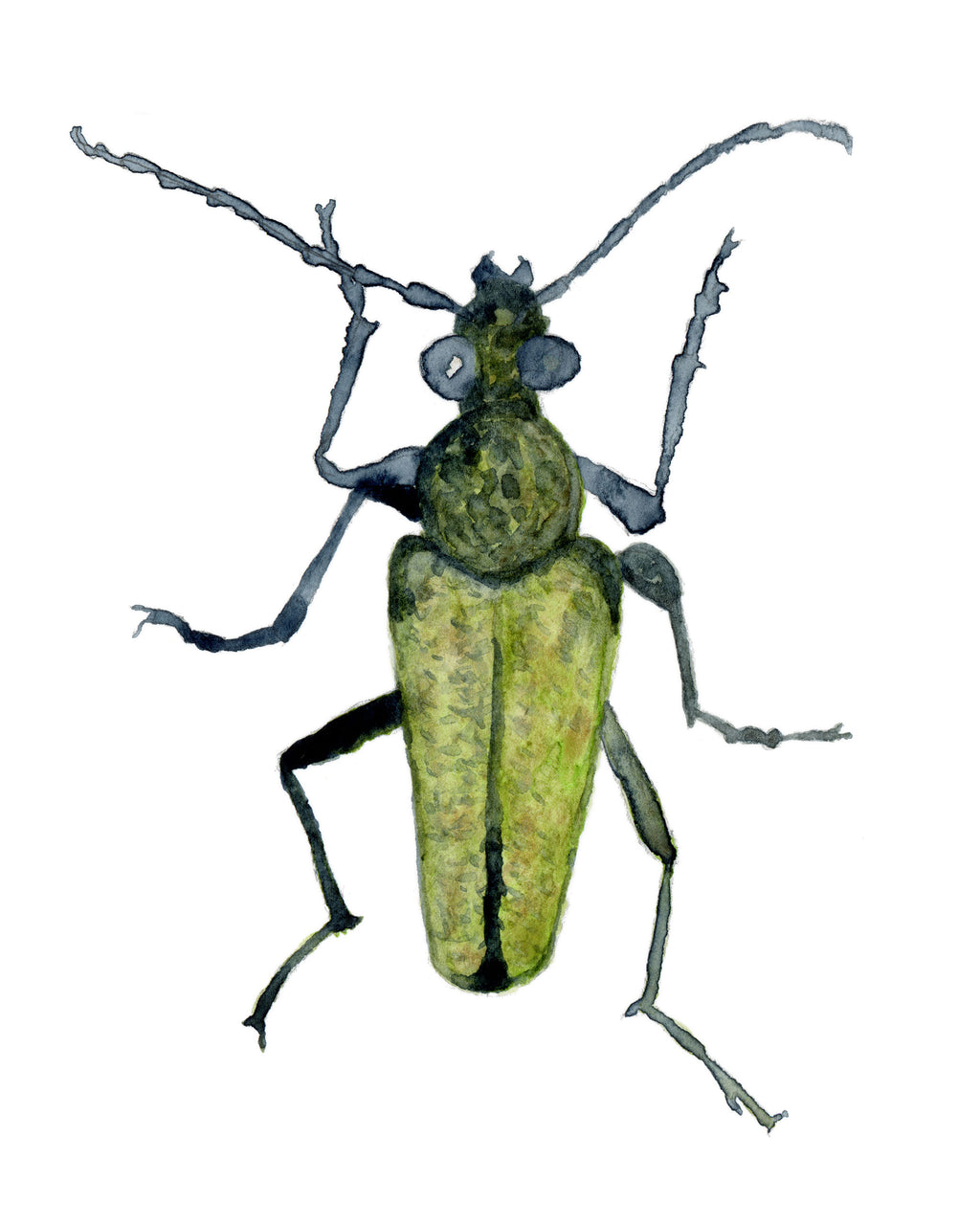 Yellow Velvet Beetle | Grand Teton Insect Watercolor Art Print