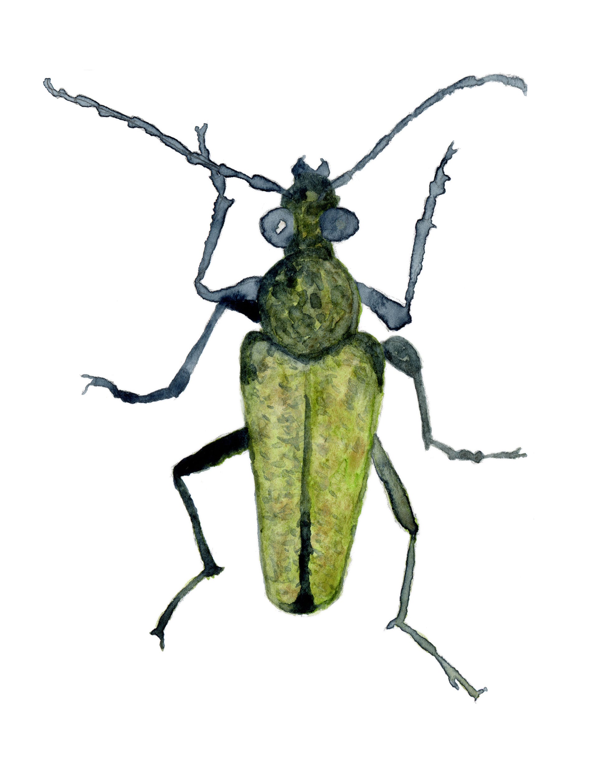Yellow Velvet Beetle Watercolor Print 8x10