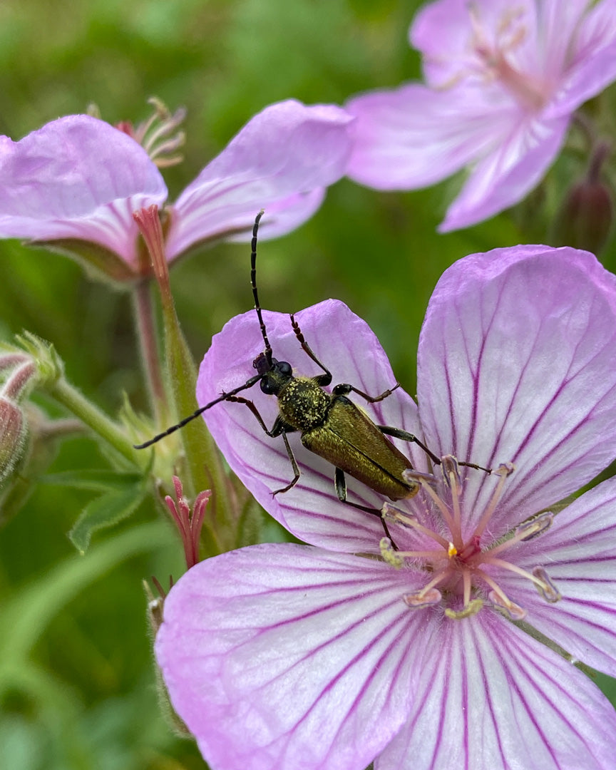 Yellow Velvet Beetle on a pink sticky geranium flower with a blurred green background