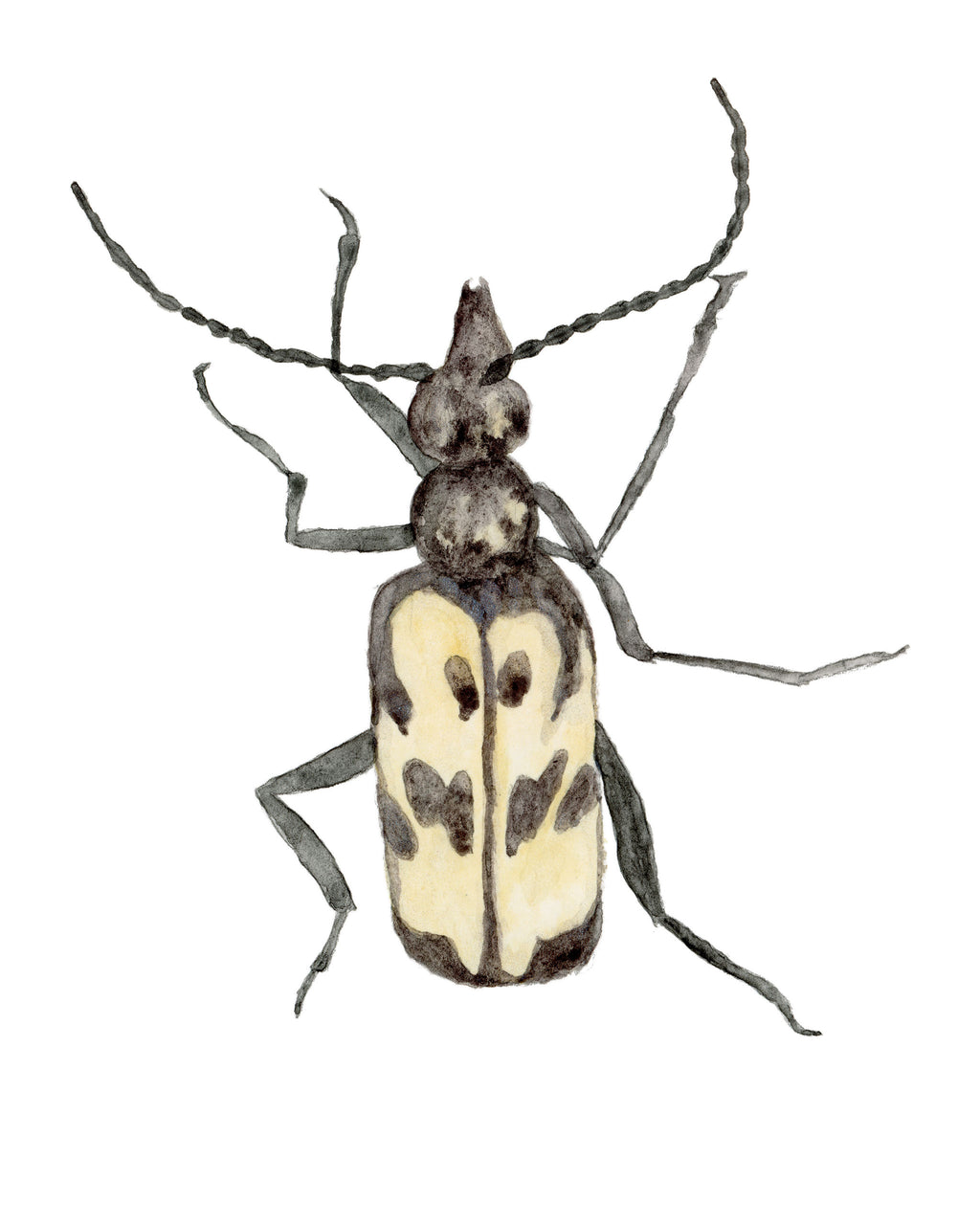 A watercolor painting of a yellow longhorn beetle with dark spots on its elytra on a modern white background.