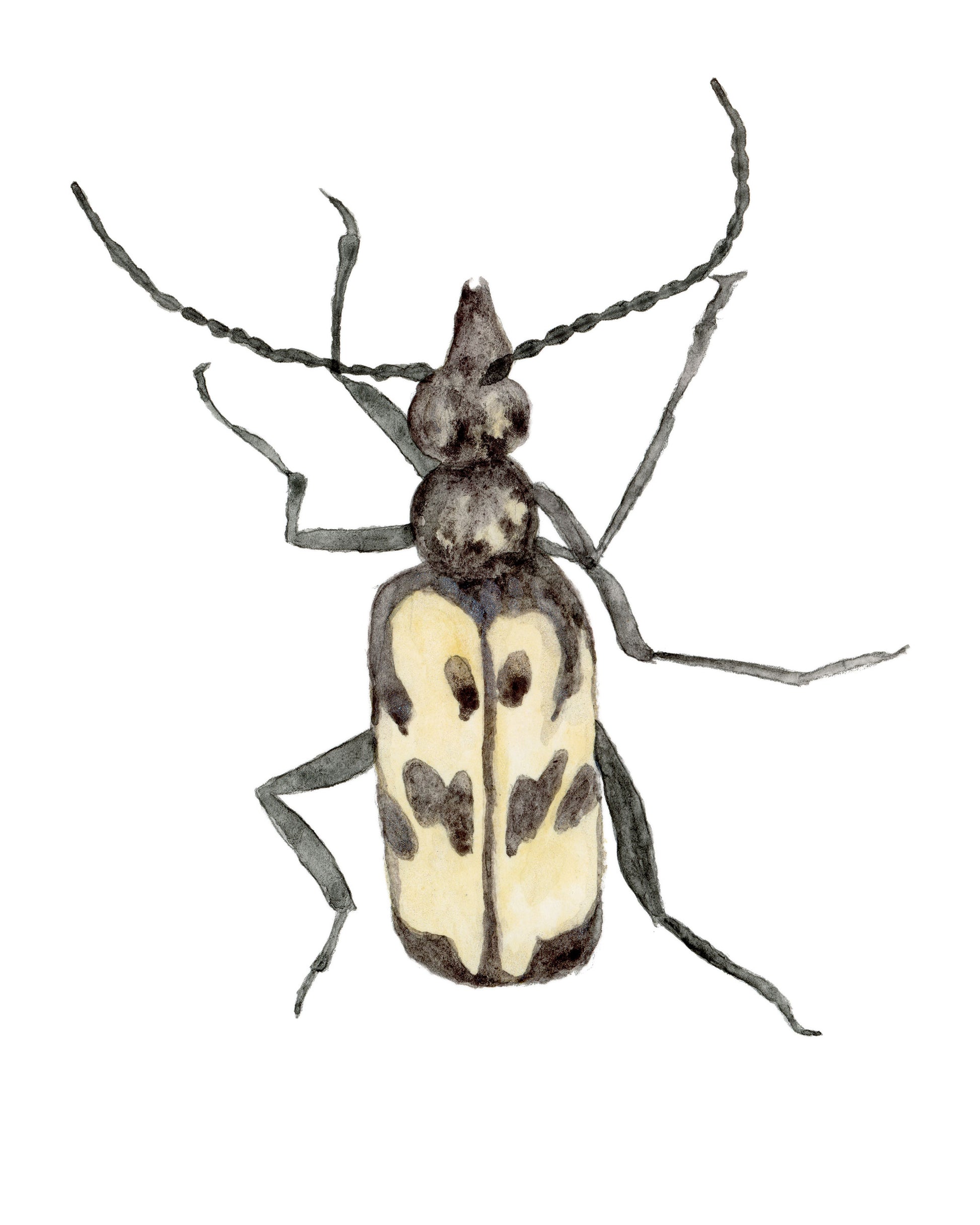 Longhorn Beetle Watercolor Print 8x10